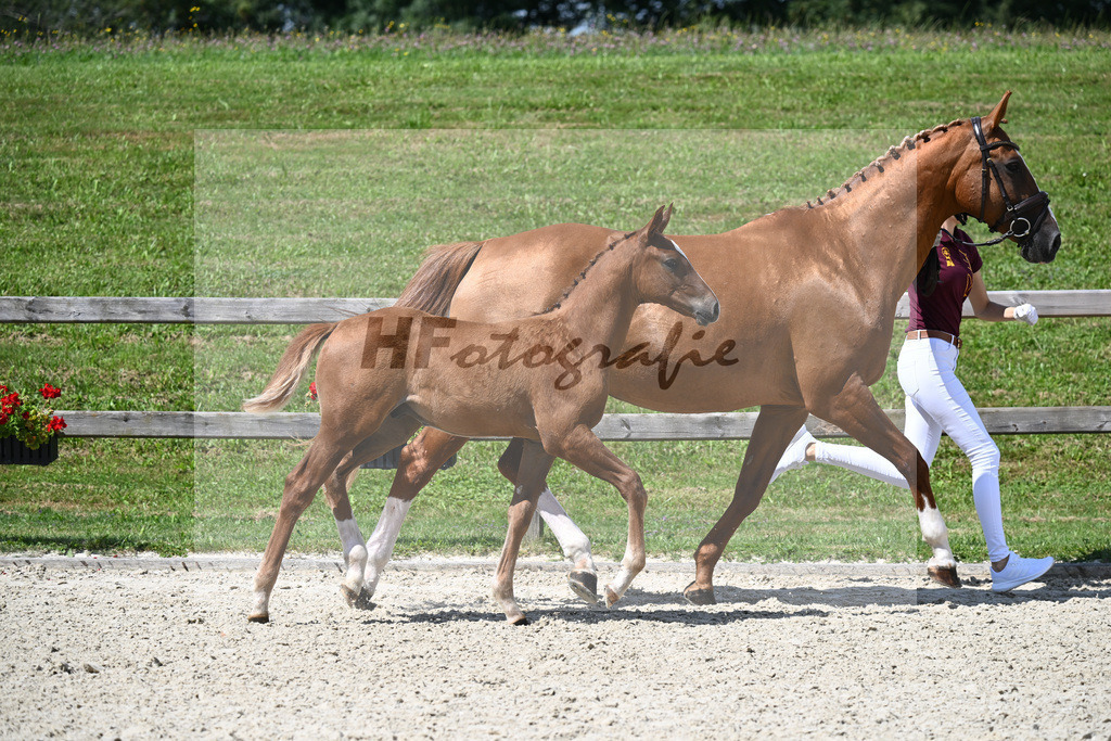 Vigaro x Starlight_HF_Weber_29240316 | hf-fotografie - Realisiert mit Pictrs.com