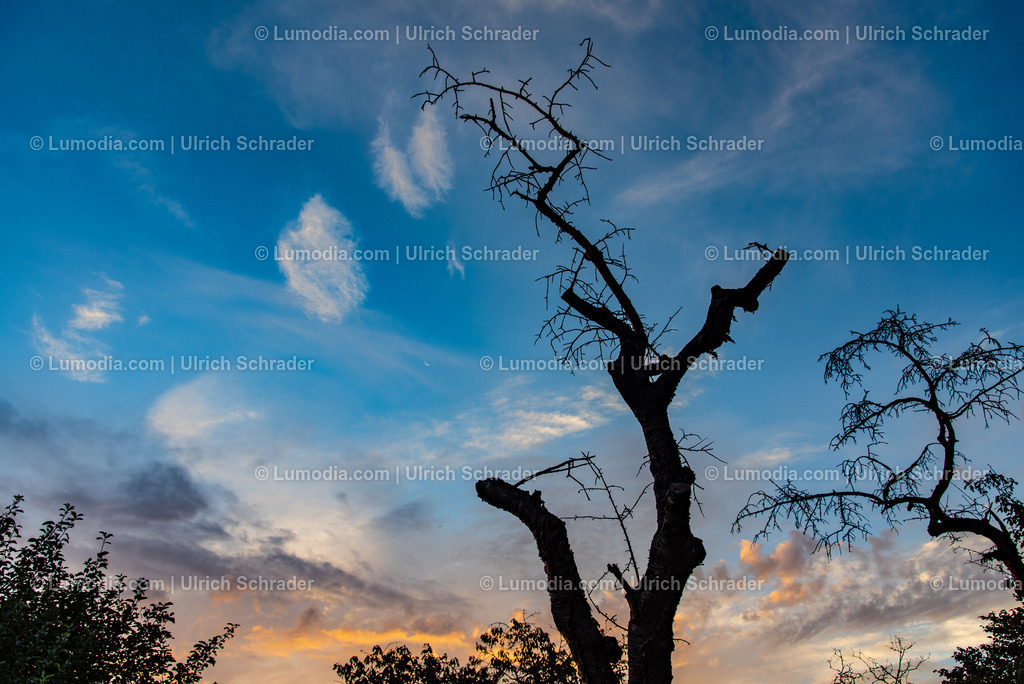 10049-13007 - Abgestorbener Baum | Stockfoto und Bilderpool mit Bildmaterial aus Deutschland, dem Harz, Halberstadt, Quedlinburg, Wernigerode und weltweit. Qualitativ hochwertige und professionelle Fotos anschauen und kaufen. - Realisiert mit Pictrs.com