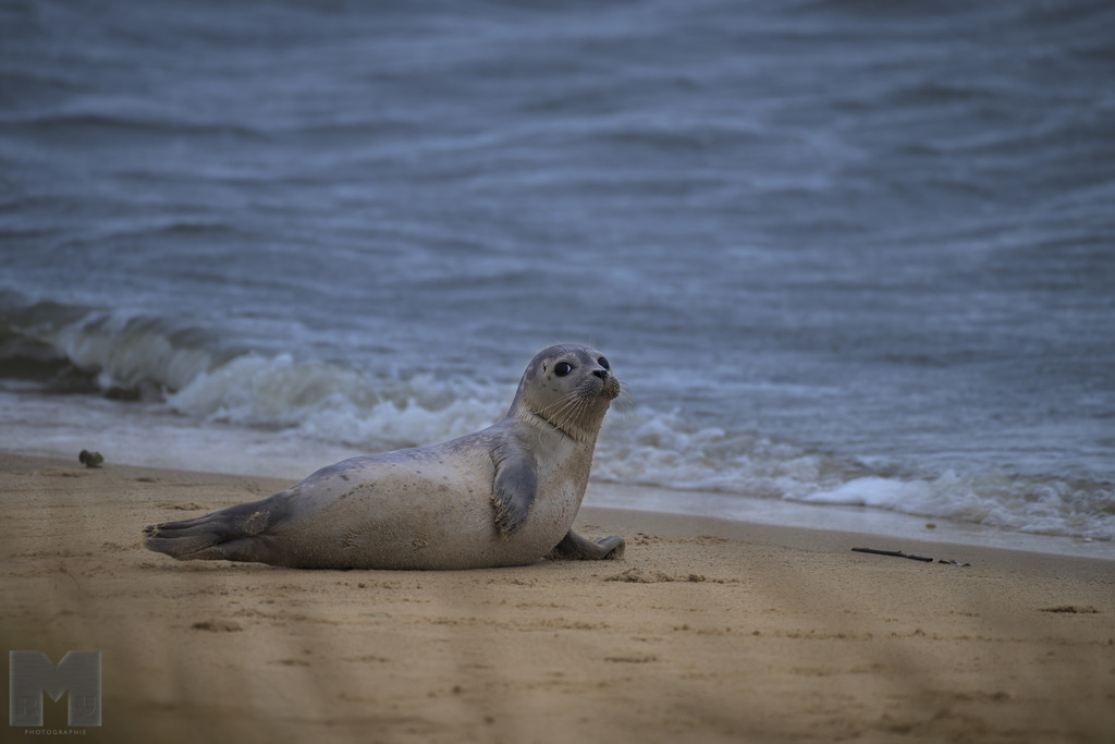 Seehund | Landschafts- und Tierfotografie zu allen Jahreszeiten. Und immer die Schönheit des Lichtes im Auge... - Realisiert mit Pictrs.com