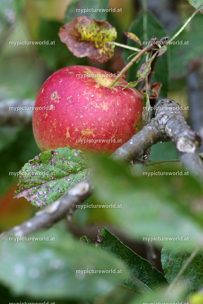 Kulturapfel-007 | Das Bilderarchiv über Tiere, Planzen und Landschaften. In der Bilddatenbank finden Sie ein große Auswahl an hochwertigen Bilder für Ihre Werbung - Realisiert mit Pictrs.com