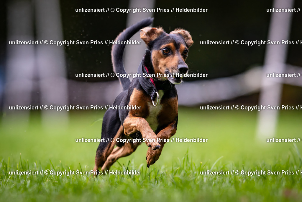 Sven Pries | 2024-10-19 - Hunderennen Ober-Grombach - Realisiert mit Pictrs.com