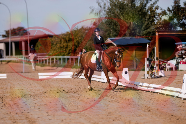 2026_10_03_Siefer-Hof_114045_Z81_83240466 | Professionelle Reitsport-, Turnier- und Eventfotografie von Robert Broda. Galerien mit ausgewählten und bearbeiteten Bildern direkt online ansehen und bestellen.