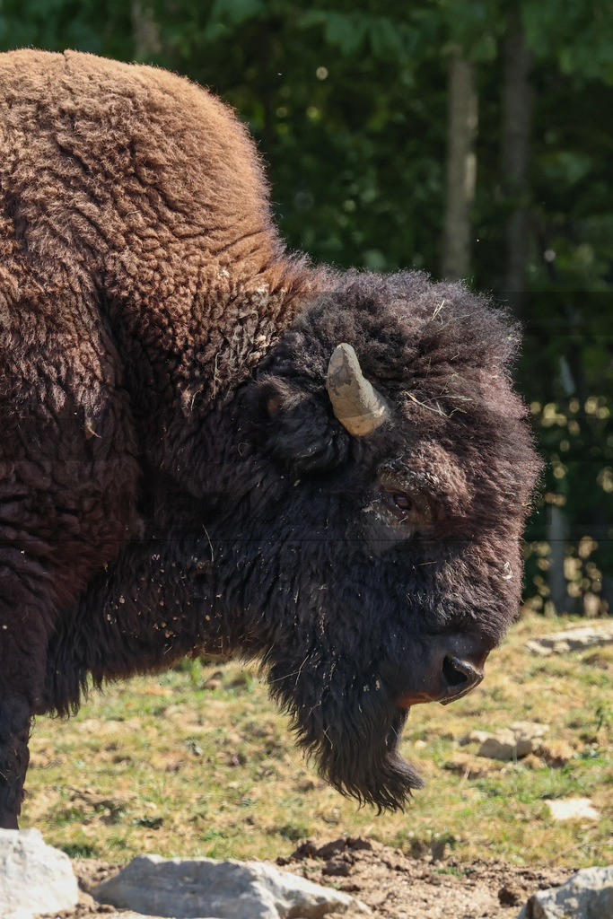 Bisons at Tierpark Herberstein // Bisons im Tierpark Herberstein | Bisons at Tierpark Herberstein in Styria, Austria. The scene shows the powerful animals in their enclosure and highlights their impressive appearance, calm presence and natural behavior in the zoo environment. // Bisons im Tierpark Herberstein in der Steiermark, Österreich. Die Szene zeigt die kraftvollen Tiere in ihrem Gehege und hebt ihr eindrucksvolles Erscheinungsbild, ihre ruhige Präsenz und ihr natürliches Verhalten im Tierpark hervor. - Realisiert mit Pictrs.com