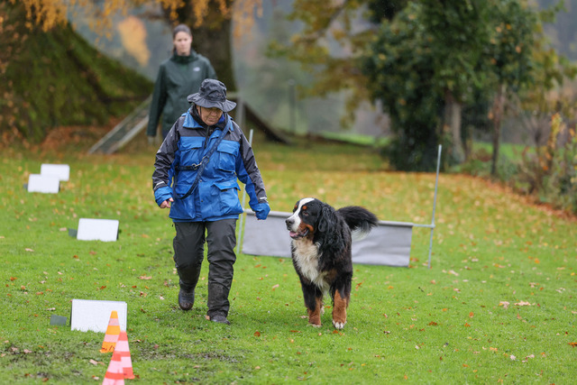 2025_Rally_Obedience_SM-70 | Ich fotografiere Hundeausstellungen, Sportanlässe, Zuchtstätten, Hundezucht, Hundeportrait, Lagotto - Realisiert mit Pictrs.com