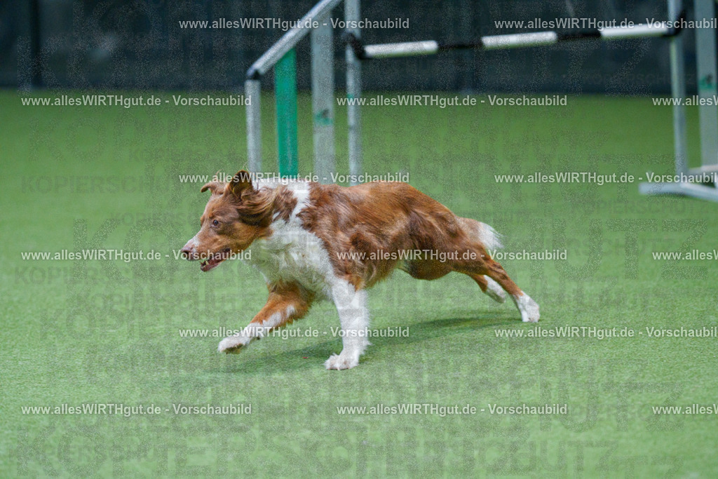 @allesWIRTHgut_Tierfotografie - www.allesWIRTHgut.de - 2604251057-7R500679 | Professionelle Tierfotografie in Mönchengladbach von Daniel Wirth (allesWIRTHgut). Liebevolle & natürliche Bilder von Hunden & Katzen für unvergessliche Erinnerungen.