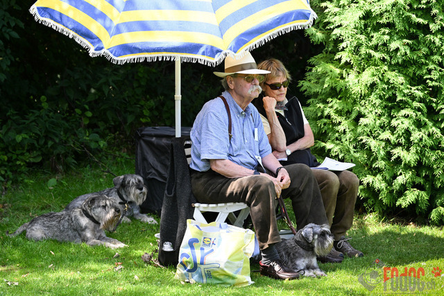 Ausstellung des Pinscher Schnauzer-Klub | Ausstellung des Pinscher-Schnauzer-Klub, OG München in Gröbenzell 29.07.2023 Foto: Leo Wyden