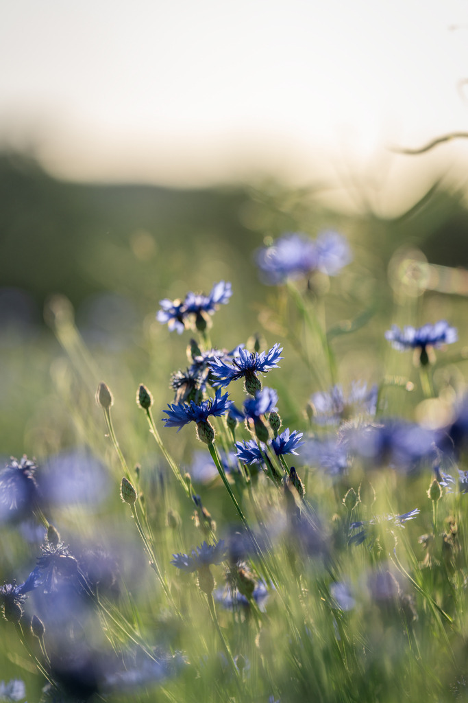 Sommergefühle | Sommerblumen im Getreidefeld - Realisiert mit Pictrs.com