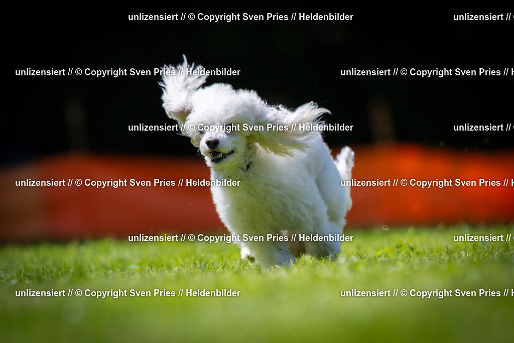 Sven Pries | 2025-08-10 - Hunderennen Durlach - Realisiert mit Pictrs.com