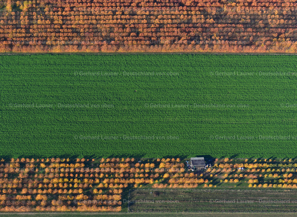 3503644 | herbstliche Baumstrukturen bei Sommerhausen