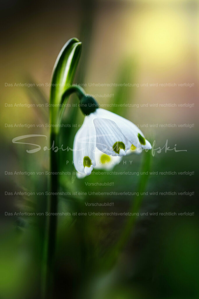 Wandbild Märzenbecher | Märzenbecher sind eine Form der Schneeglöckchen.
#Schneeglöckchen sind kleine weiße #Blumen, die im späten #Winter oder frühen #Frühling blühen. Sie sind bekannt für ihr zartes Aussehen und gelten oft als Symbol für Hoffnung und #Erneuerung. #Schneeglöckchen sind in #Gärten und #Wäldern in ganz #Europa verbreitet. - Realisiert mit Pictrs.com