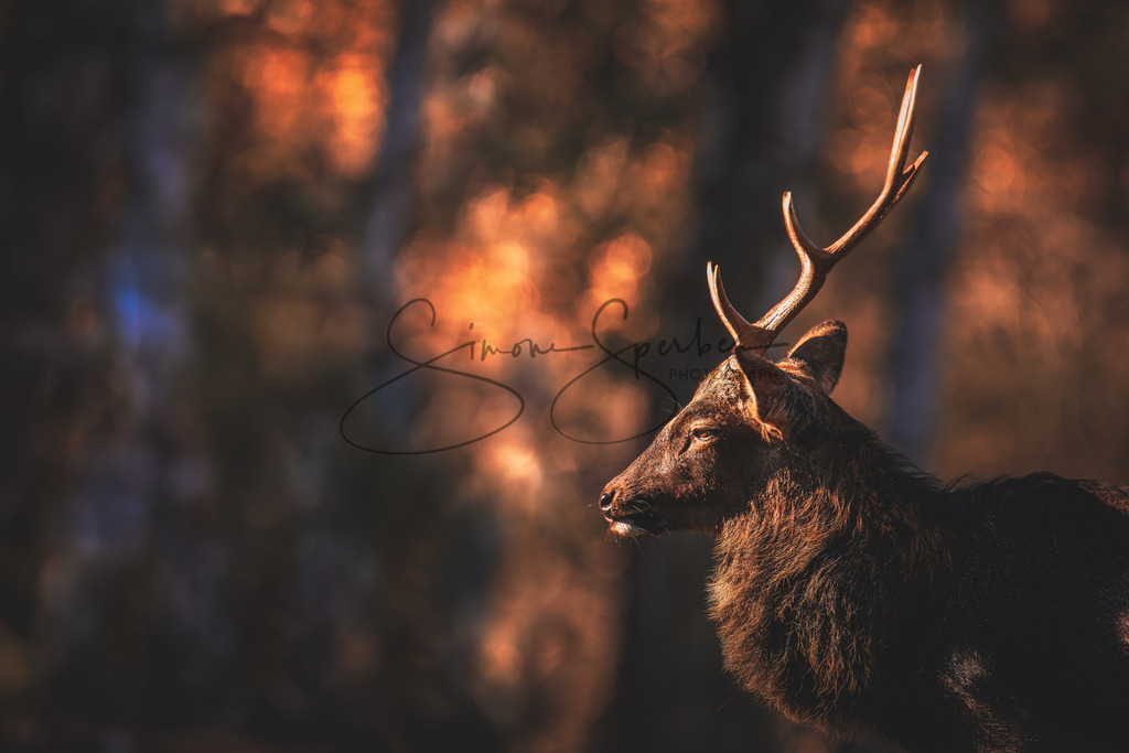 Sikahirsch | Simone Sperber, svb-photography,Fotografin,Bilddesignerin,Naturfotografie,Macrofotografie,Tierfotografie,Wildtierfotografie,Ausstellungen,Auftragsfotografie,Kunst,Art,Photographer,Shootings,Bildberatbeitung,Galerie,Shop