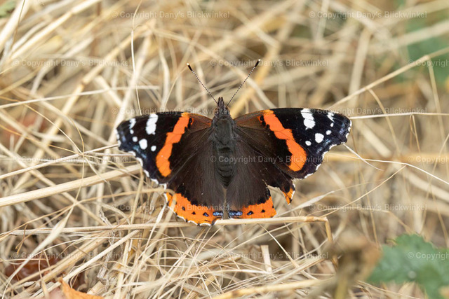 202235 | Tierfotografie, Tierkalender, Tierbilder, Insekten, Spinnen, Vögel, Schmetterling, Libellen, Leinwand, Colorkey, Qualität, Geschenkartikel, Geschenk - Realisiert mit Pictrs.com