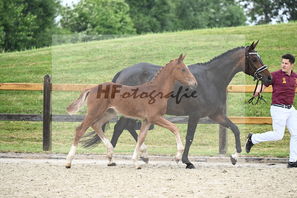 Kat-Nr. nn HF Vitalis_Kopp_17231436 | hf-fotografie - Realizzato con Pictrs.com
