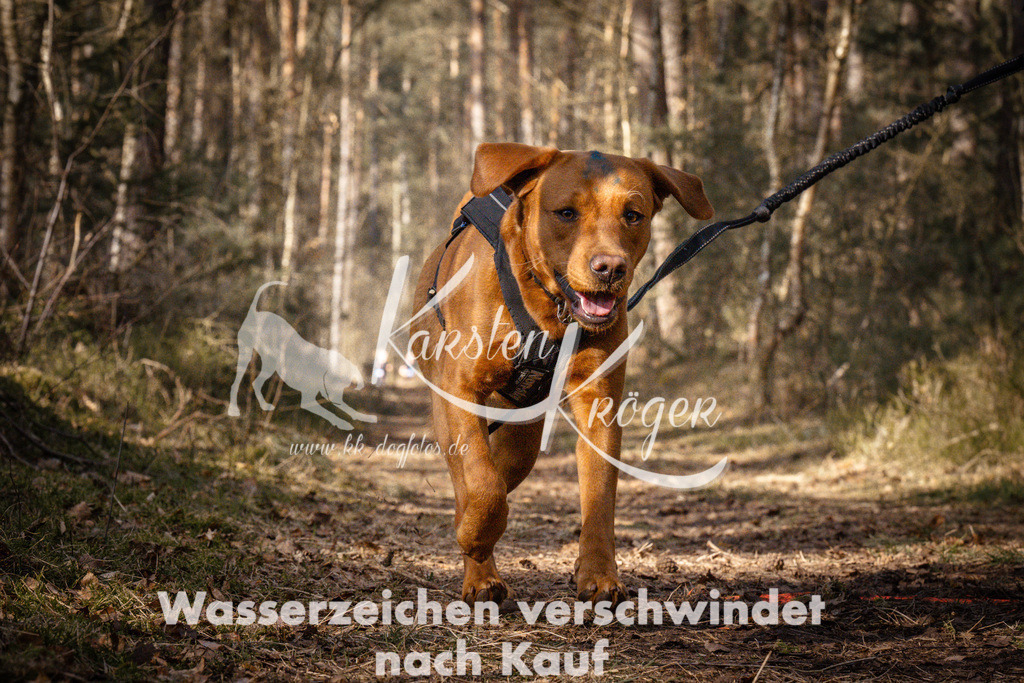 1101_ZZ90014 | kk-dogfotos