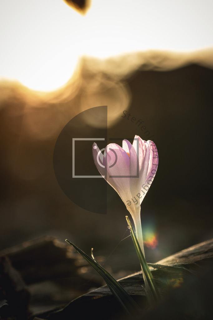 Wandbild Krokusse im Sonnenuntergang | Ich bin Fotograf und auf meiner Webseite hast du die Möglichkeit meine fotografie als Wandbilder druckfertig für dein Zuhause zu bestellten. - Realisiert mit Pictrs.com