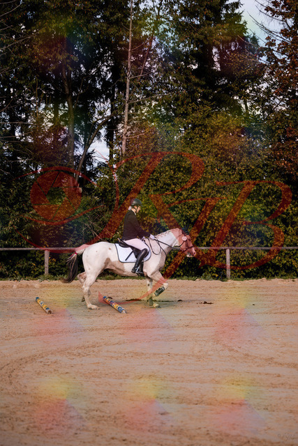 2026_10_03_Siefer-Hof_144156_Z81_14493526 | Professionelle Reitsport-, Turnier- und Eventfotografie von Robert Broda. Galerien mit ausgewählten und bearbeiteten Bildern direkt online ansehen und bestellen.