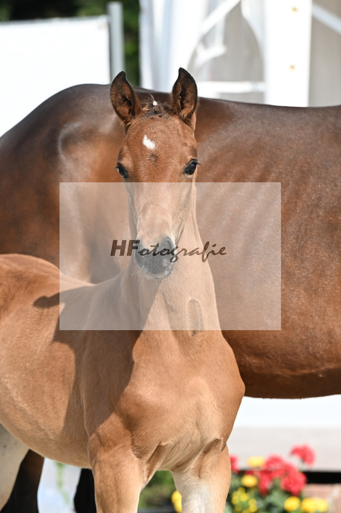 Feliciano x Danone I_SF_Huber_12250086 | hf-fotografie - Realisiert mit Pictrs.com