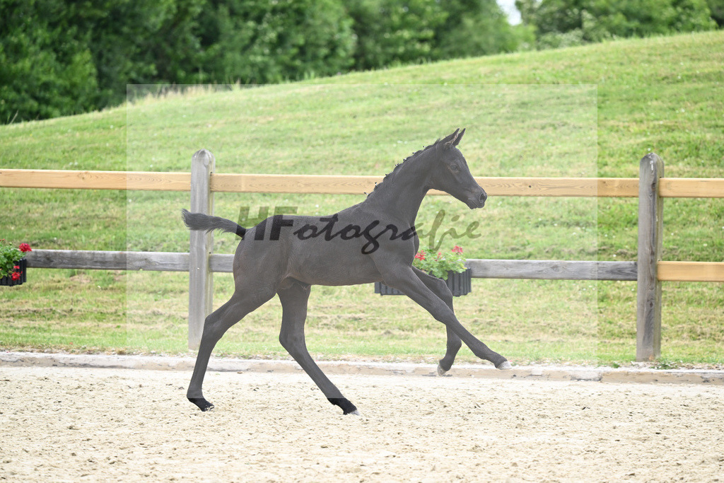 Kat-Nr. 38 HF Le Formidable_Kaimadl_17231168 | hf-fotografie - Realizzato con Pictrs.com
