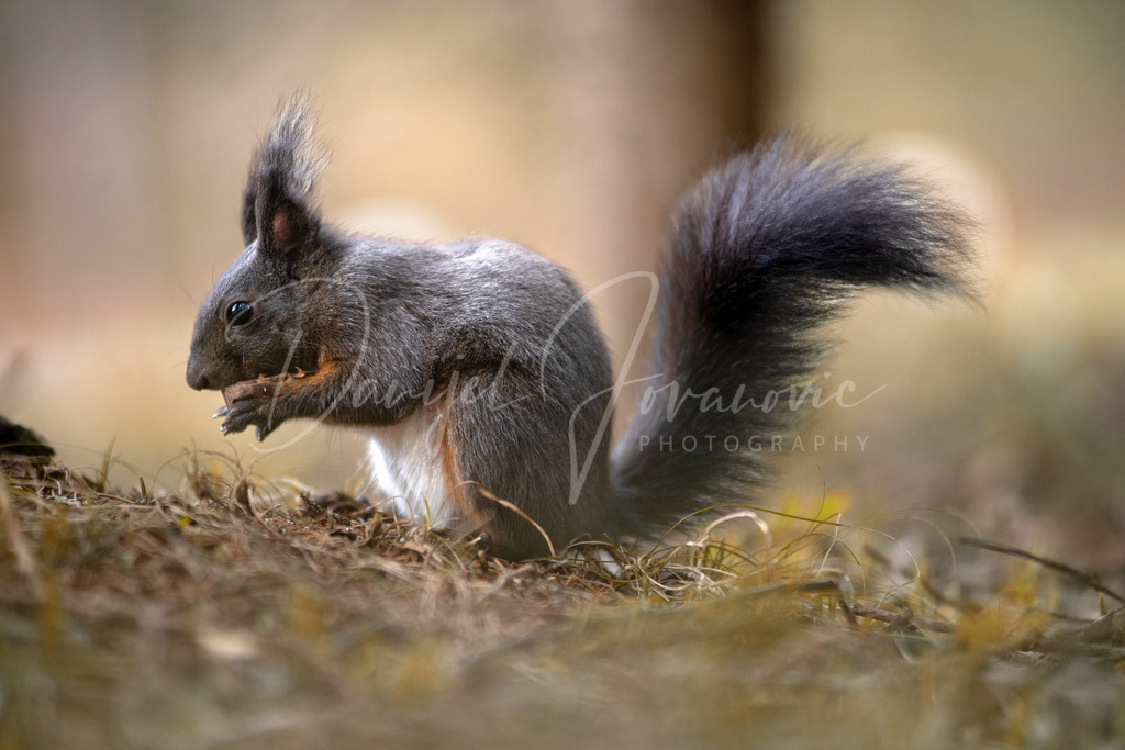 Eichhörnchen | Eichhörnchen im Wald