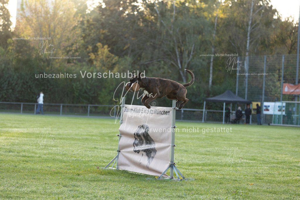_16A5951 | Einzigartige Fotos von Hunden & Menschen –Actionfotos, Portraits, Vereinsaufnahmen & Paarshootings – authentisch, lebendig & mit Herz.