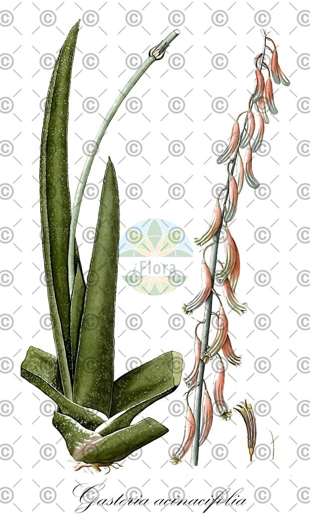 HistAbb_wfo-0000872880_1_ENZY_Simple | Historische Abbildung von Gasteria acinacifolia - Asphodelaceae | Historical Illustration of Gasteria acinacifolia - Asphodelaceae