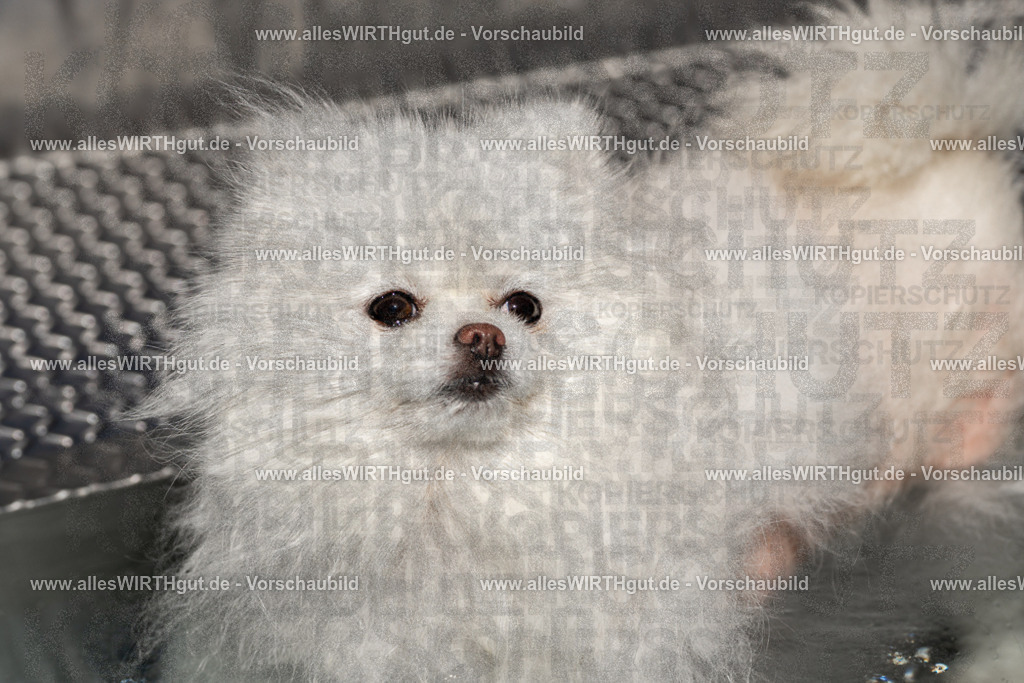 Hundeschwimmen_Volksbad_2026-allesWIRTHgut_Tierfotografie-2609061253-FAY06603 | Professionelle Tierfotografie in Mönchengladbach von Daniel Wirth (allesWIRTHgut). Liebevolle & natürliche Bilder von Hunden & Katzen für unvergessliche Erinnerungen.
