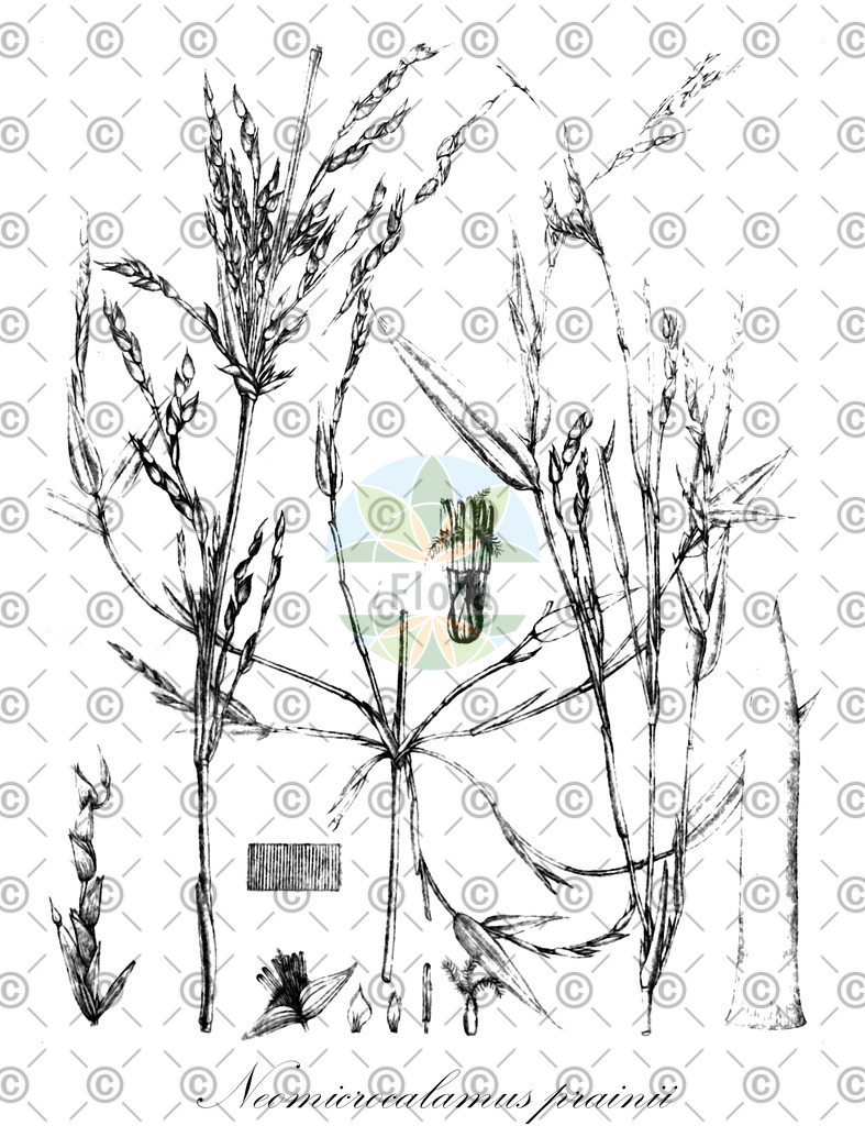 HistAbb_wfo-0000250221_1_ENZY_Simple | Historische Abbildung von Neomicrocalamus prainii - Poaceae | Historical Illustration of Neomicrocalamus prainii - Poaceae