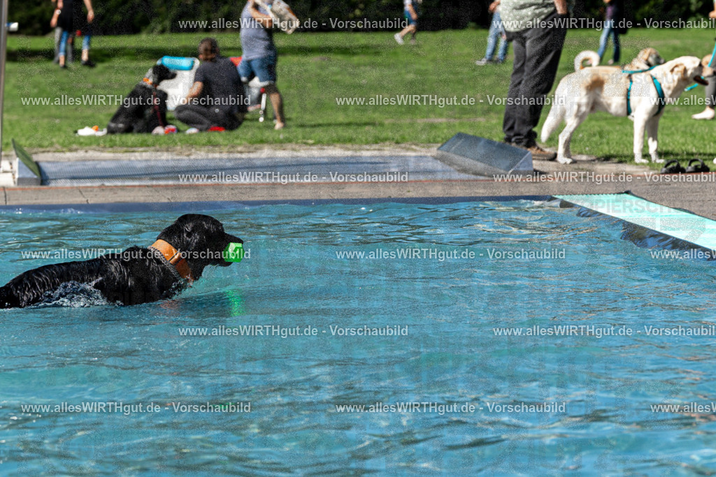 Hundeschwimmen_Volksbad_2026-allesWIRTHgut_Tierfotografie-2609061326-FAY06757 | Professionelle Tierfotografie in Mönchengladbach von Daniel Wirth (allesWIRTHgut). Liebevolle & natürliche Bilder von Hunden & Katzen für unvergessliche Erinnerungen.