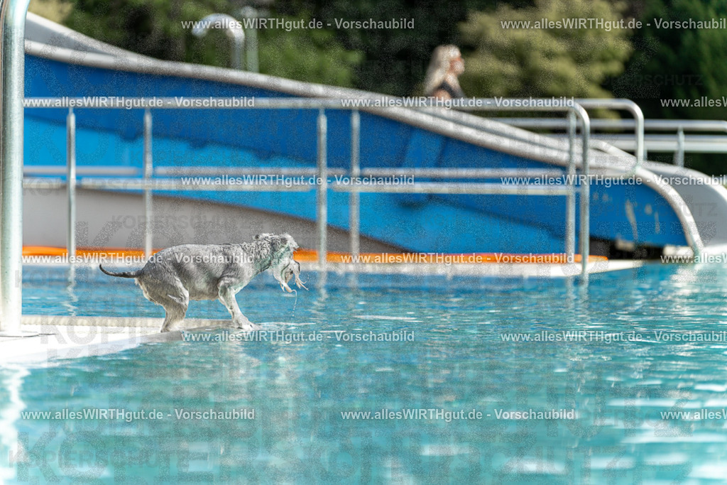 Hundeschwimmen_Volksbad_2026-allesWIRTHgut_Tierfotografie-2609061521-7R501480 | Professionelle Tierfotografie in Mönchengladbach von Daniel Wirth (allesWIRTHgut). Liebevolle & natürliche Bilder von Hunden & Katzen für unvergessliche Erinnerungen.