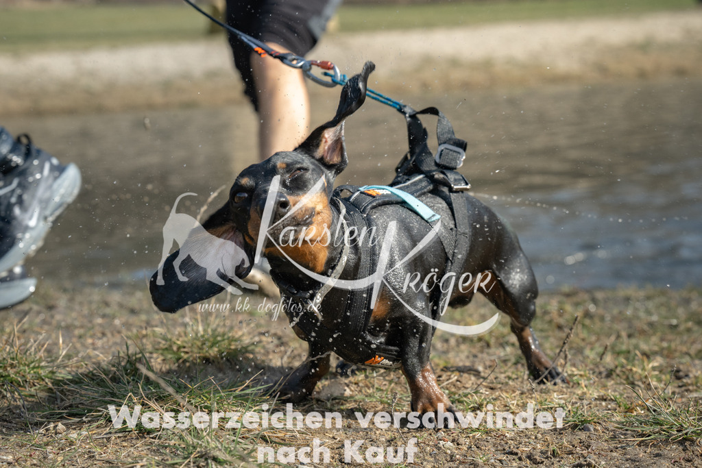 1258_ZZ93383 | kk-dogfotos