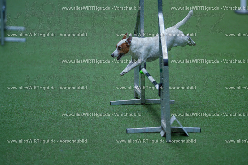@allesWIRTHgut_Tierfotografie - www.allesWIRTHgut.de - 2604261328-7R501938 | Professionelle Tierfotografie in Mönchengladbach von Daniel Wirth (allesWIRTHgut). Liebevolle & natürliche Bilder von Hunden & Katzen für unvergessliche Erinnerungen.