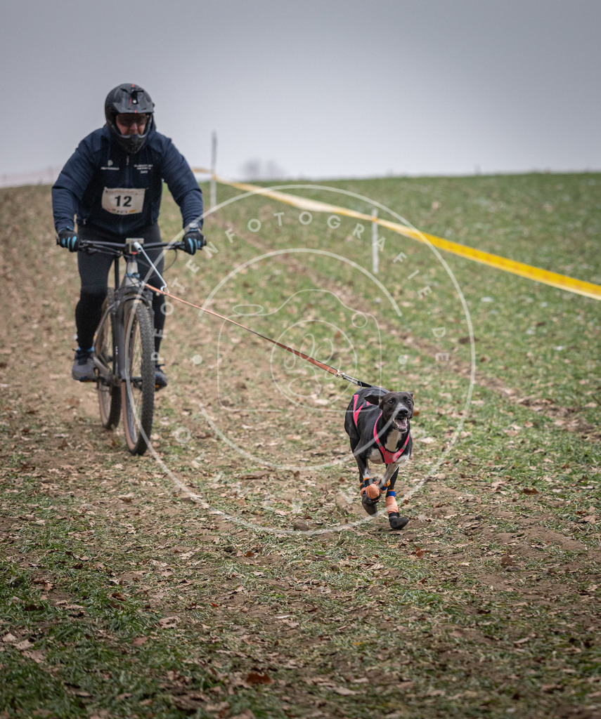 Pfotenfotografie_DV3A1331 | Hundefotografie, Tierfotograf, Pfotenfotografie, Fotoshooting Hund, Hunde Portrait, Hundesport, Hundeportraits, Heideshooting, Hunde, Sportfotograf, Hundefotograf, Turnierhundsport, THS,  - Realisiert mit Pictrs.com
