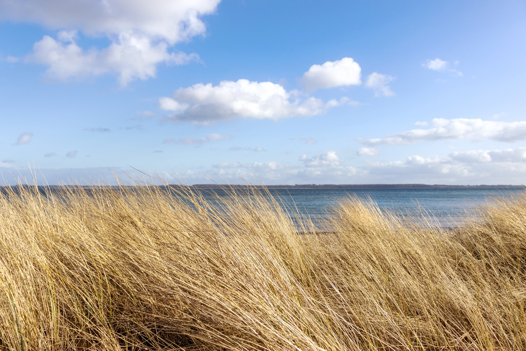 Wandbild: Strandhafer am Sandstrand | Dieses Wandbild im Querformat zeigt Strandhafer am Ostseestrand. Am blauen Himmel befinden sich schöne helle Wolken.  - Realisiert mit Pictrs.com
