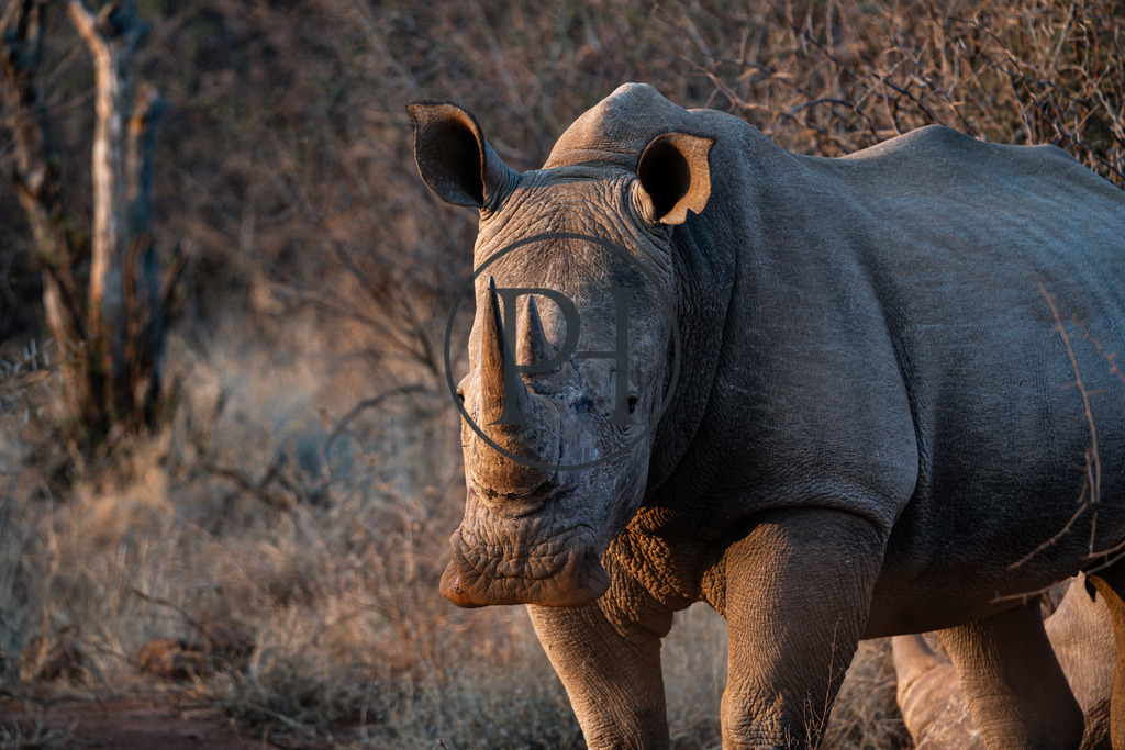 DSC08056 | Philipp-Heist - Realisiert mit Pictrs.com