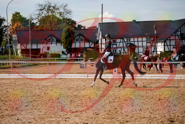 2026_10_03_Siefer-Hof_132849_Z63_90261215 | Professionelle Reitsport-, Turnier- und Eventfotografie von Robert Broda. Galerien mit ausgewählten und bearbeiteten Bildern direkt online ansehen und bestellen.