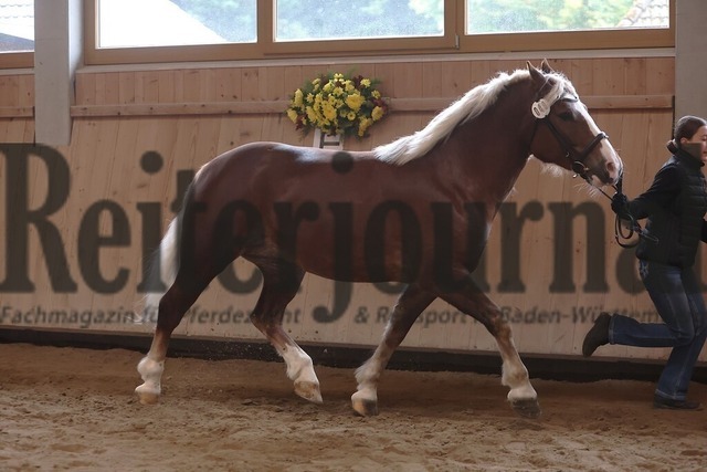 Sankt-Märgen_2026_Schwarzwälder_Stutenprämierung_KN_49_LS Polly (9) | Alle Fotos der Reiterjournal Fotografin Doris Matthaes im Reiterjournal Online-Fotoshop. - Realisiert mit Pictrs.com