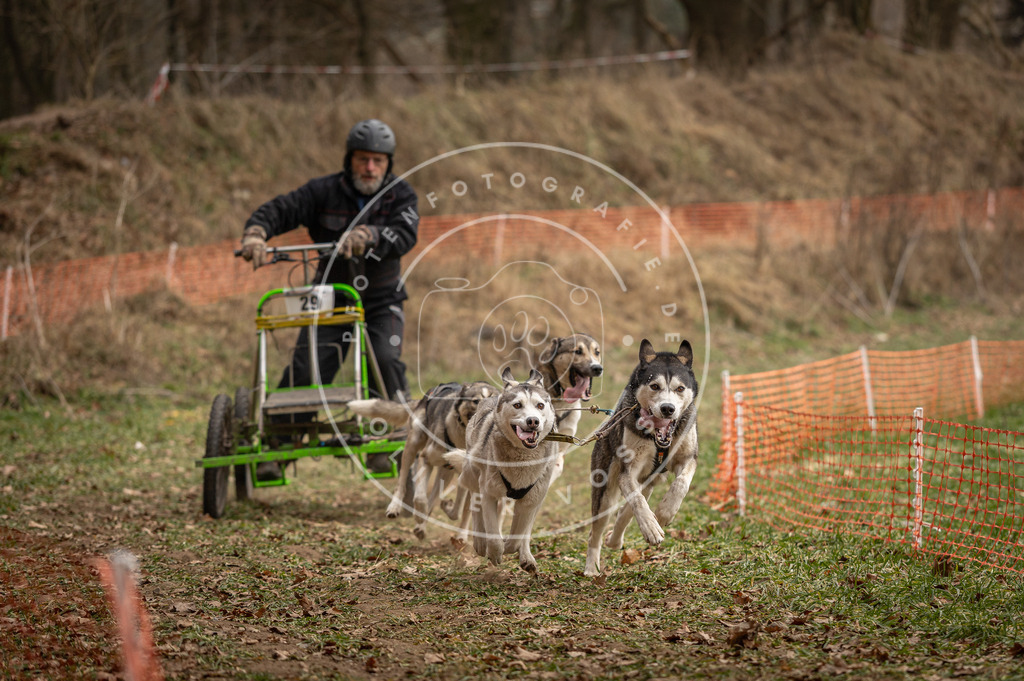 Pfotenfotografie_DV3A8397 | Hundefotografie, Tierfotograf, Pfotenfotografie, Fotoshooting Hund, Hunde Portrait, Hundesport, Hundeportraits, Heideshooting, Hunde, Sportfotograf, Hundefotograf, Turnierhundsport, THS,  - Realisiert mit Pictrs.com