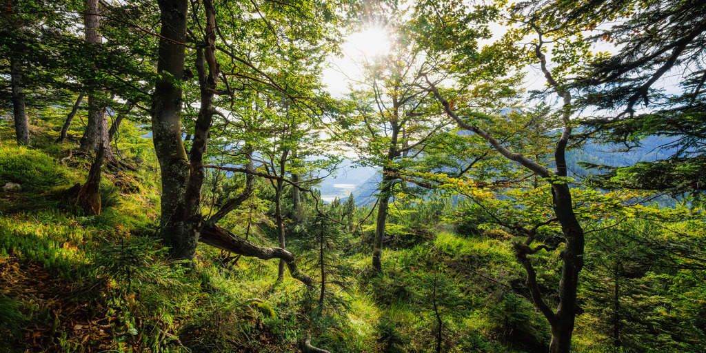 Wald im Gegenlicht | ap-design // andreas plenk - Realisiert mit Pictrs.com