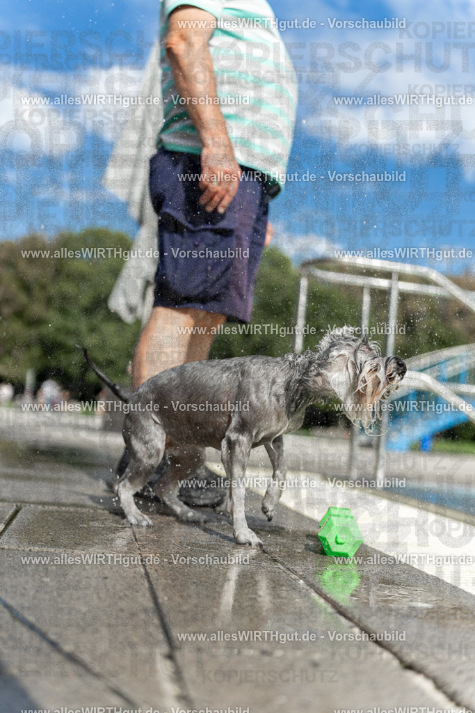 Hundeschwimmen_Volksbad_2026-allesWIRTHgut_Tierfotografie-2609061519-7R501433 | Professionelle Tierfotografie in Mönchengladbach von Daniel Wirth (allesWIRTHgut). Liebevolle & natürliche Bilder von Hunden & Katzen für unvergessliche Erinnerungen.
