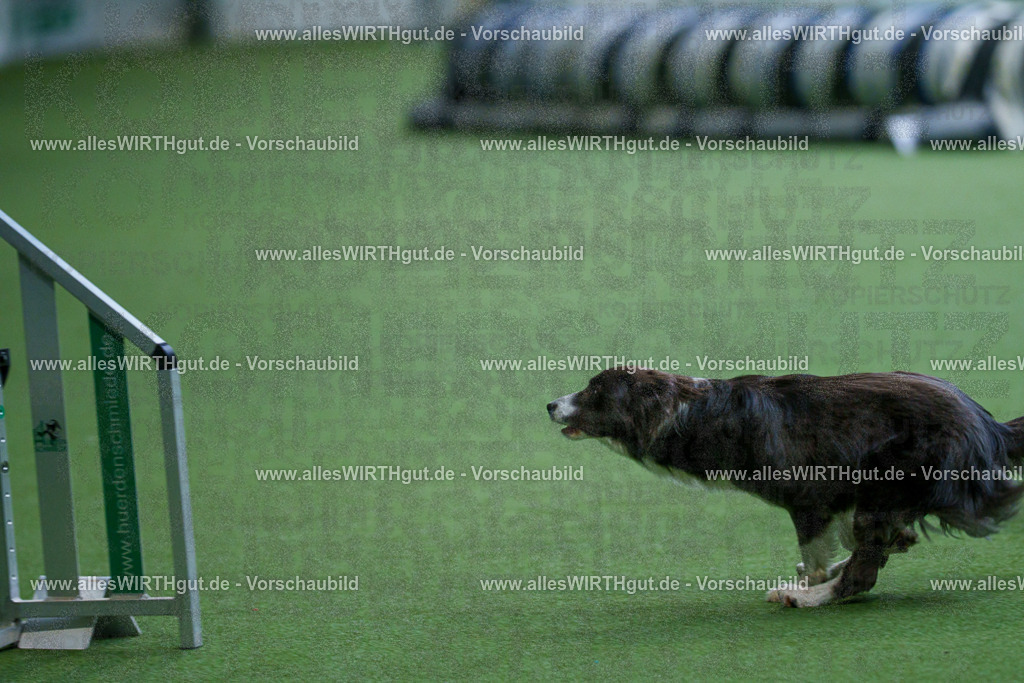 @allesWIRTHgut_Tierfotografie - www.allesWIRTHgut.de - 2604251109-7R501298 | Professionelle Tierfotografie in Mönchengladbach von Daniel Wirth (allesWIRTHgut). Liebevolle & natürliche Bilder von Hunden & Katzen für unvergessliche Erinnerungen.