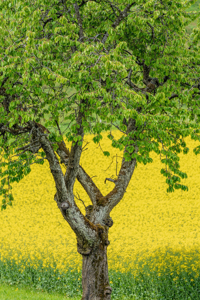 Rapsfeld mit altem Baum | Menzingen - Realisiert mit Pictrs.com
