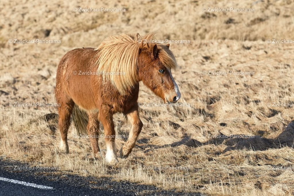 Island | Naturfotos aus Island