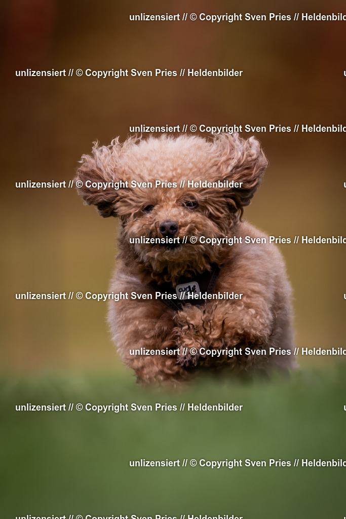 Sven Pries | 2024-04-21 - Hunderennen Baden-Oos
Foto: Sven Pries - Realisiert mit Pictrs.com