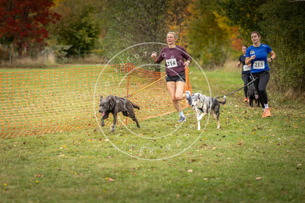 Pfotenfotografie_DV3A4753 | Hundefotografie, Tierfotograf, Pfotenfotografie, Fotoshooting Hund, Hunde Portrait, Hundesport, Hundeportraits, Heideshooting, Hunde, Sportfotograf, Hundefotograf, Turnierhundsport, THS,  - Realisiert mit Pictrs.com