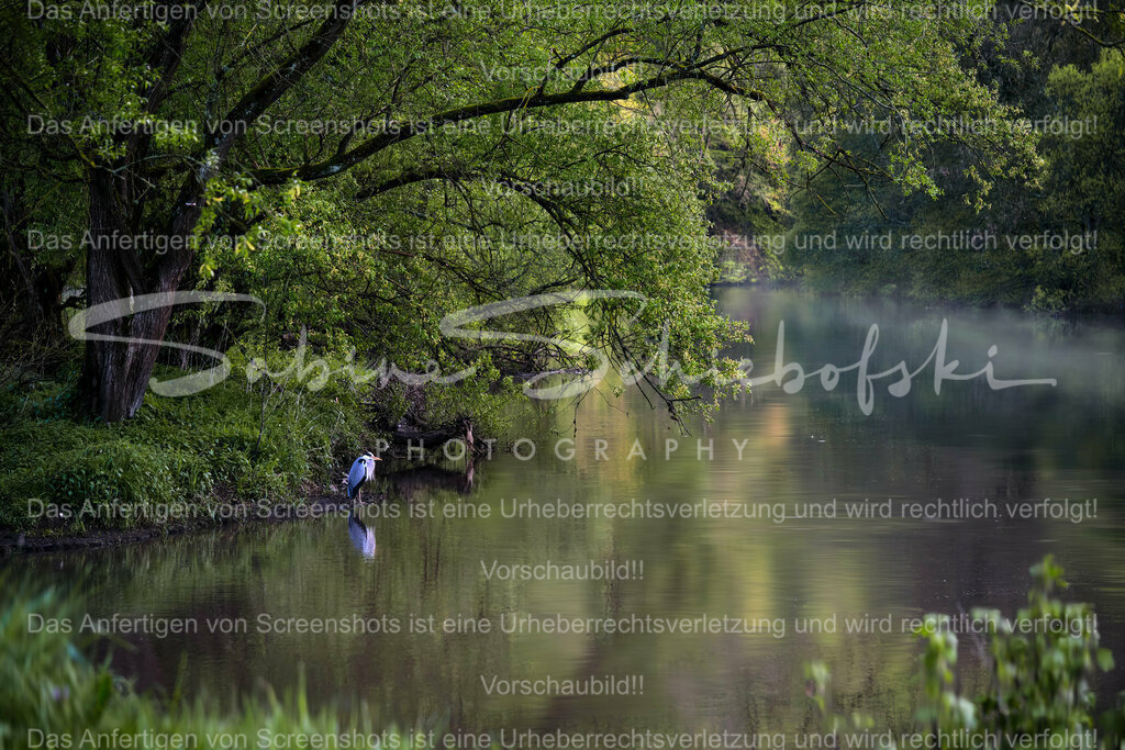 Wandbild Reiher am Morgen | People- und Tierfotografie, Imageaufnahmen, Veranstaltungsfotografie und Wandbilder aus der Natur ★ Made in Germany ✔️ Druck + Downloads ✔️ Naturfotografie in Top Qualität ★ schneller Versand, weltweite Lieferung! - Realisiert mit Pictrs.com