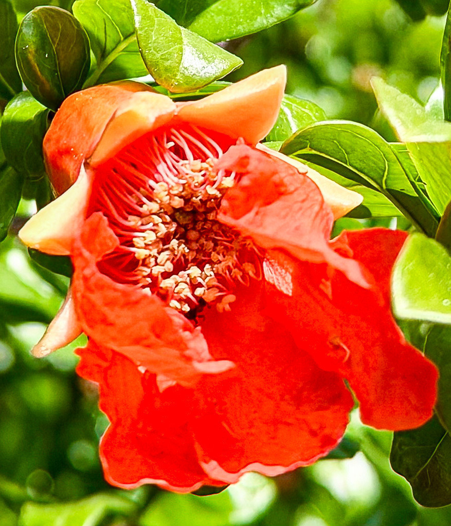 Pomegranate Blossom Close-Up | Vibrant pomegranate blossom captured in natural sunlight with rich red-orange petals, intricate floral structures and lush botanical textures. An expressive botanical close-up full of organic detail, vivid color and Mediterranean garden atmosphere. - Realisiert mit Pictrs.com