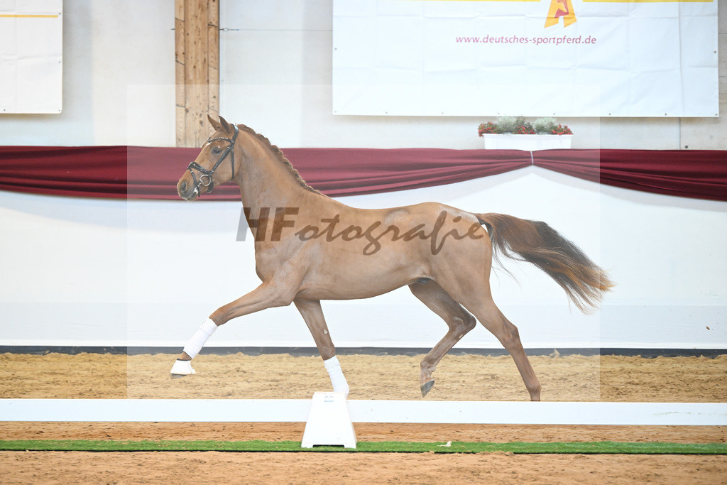 Kat-Nr. 52 v. Vaderland_Galneder_66220752 | hf-fotografie - Realisiert mit Pictrs.com