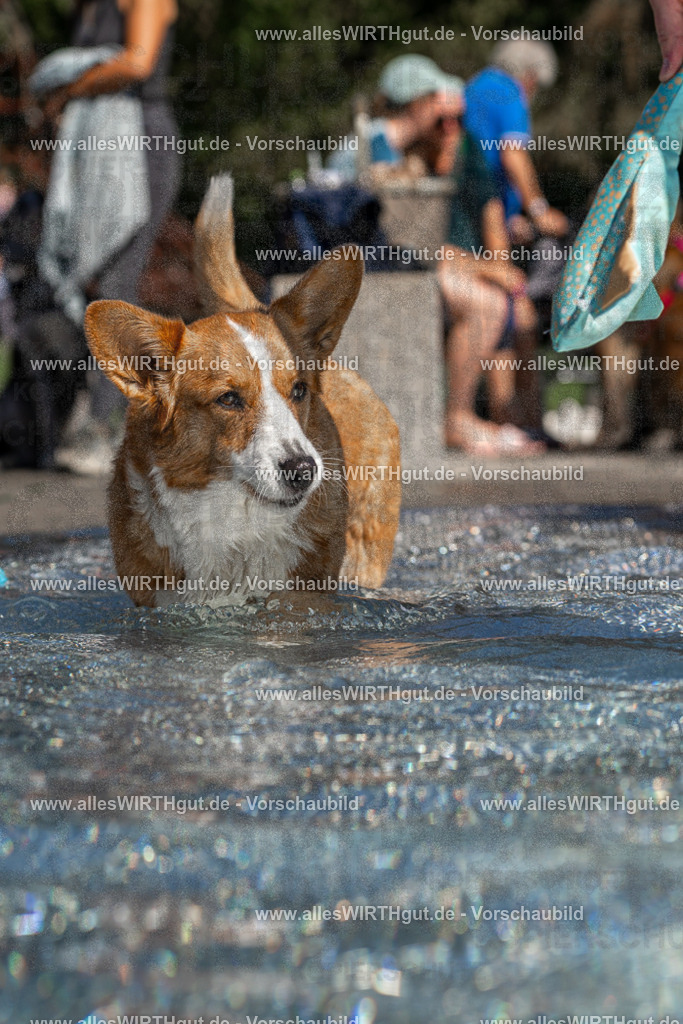 Hundeschwimmen_Volksbad_2026-allesWIRTHgut_Tierfotografie-2609061246-FAY06567 | Professionelle Tierfotografie in Mönchengladbach von Daniel Wirth (allesWIRTHgut). Liebevolle & natürliche Bilder von Hunden & Katzen für unvergessliche Erinnerungen.