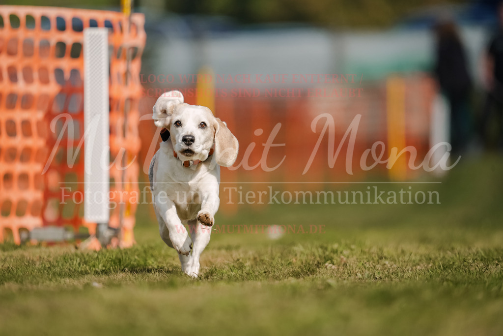 20250928_Hunderennen-468 | MuT (Mensch und Tier) mit Mona - Fotografie und Tierkommunikation - Realisiert mit Pictrs.com