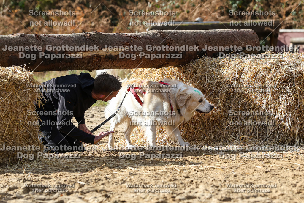 Dog Paparazzi - Strongdog 10-25-5545 | Dog Paparazzi Jeanette Grottendiek Fotografie & Videografie - Realisiert mit Pictrs.com